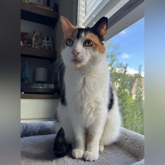 Meet your Posher, Rachel - Picture 3 of 3